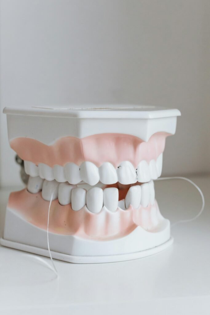 Detailed dental model with floss demonstrating oral hygiene practices.
